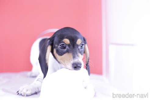 成約済の愛知県のミニチュアダックスフンド(スムースヘアード)-340948の3枚目