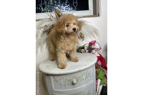 成約済の福岡県のタイニープードル-340808の3枚目