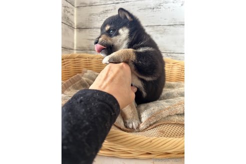 成約済の静岡県の柴犬-350418の5枚目