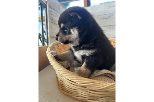 成約済の静岡県の柴犬-350418の2枚目
