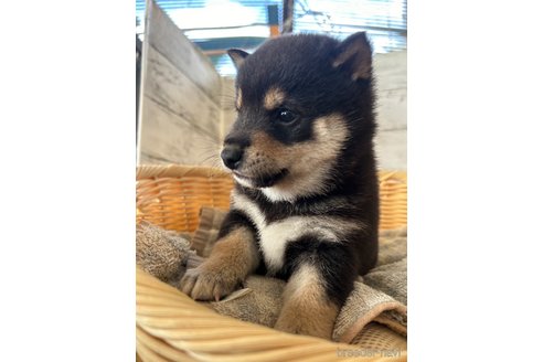 成約済の静岡県の柴犬-350418の3枚目
