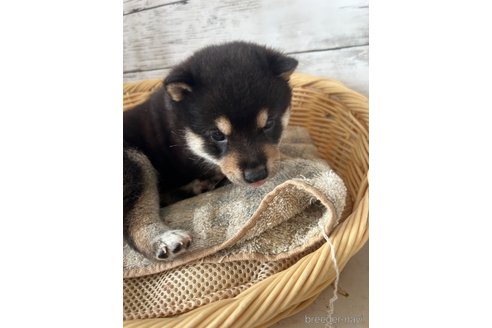成約済の静岡県の柴犬-350418の4枚目