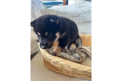 成約済の静岡県の柴犬-350424の3枚目