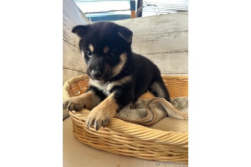 成約済の静岡県の柴犬-350424の4枚目