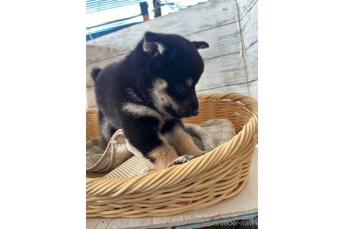 成約済の静岡県の柴犬-350424の2枚目