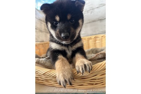 成約済の静岡県の柴犬-350424の5枚目