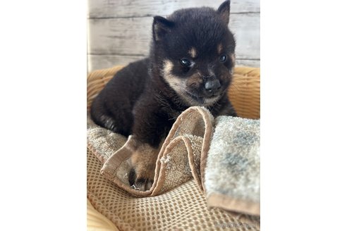 成約済の静岡県の柴犬-350426の4枚目