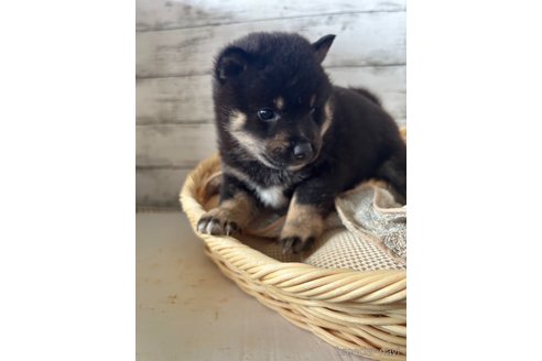 成約済の静岡県の柴犬-350426の2枚目