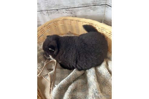 成約済の静岡県の柴犬-350426の5枚目