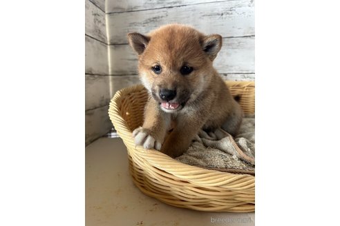 成約済の静岡県の柴犬-350429の1枚目