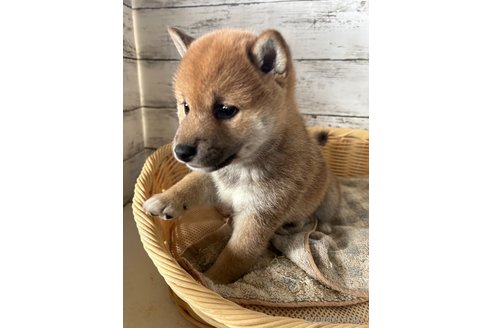 成約済の静岡県の柴犬-350429の5枚目