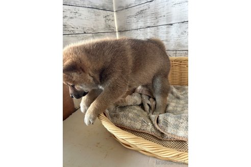 成約済の静岡県の柴犬-350429の3枚目
