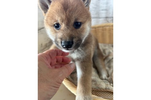成約済の静岡県の柴犬-350429の4枚目