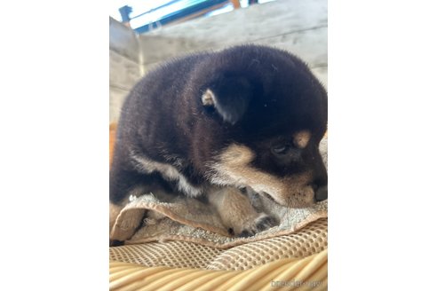 成約済の静岡県の柴犬-350432の2枚目