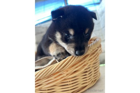 成約済の静岡県の柴犬-350432の3枚目