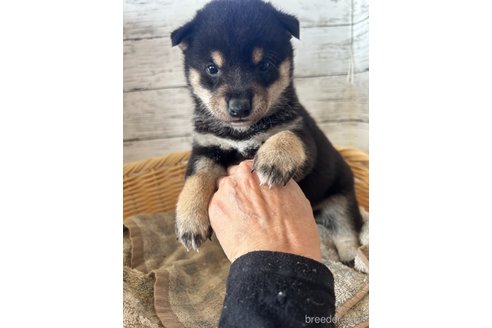 成約済の静岡県の柴犬-350432の4枚目