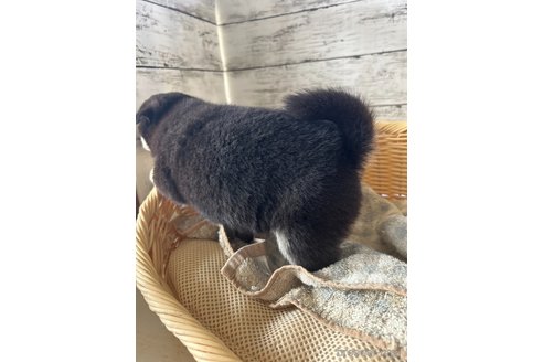 成約済の静岡県の柴犬-350432の5枚目
