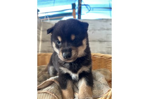 成約済の静岡県の柴犬-350432の1枚目