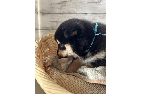 成約済の静岡県の柴犬-350434の3枚目