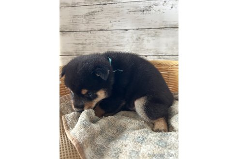 成約済の静岡県の柴犬-350434の4枚目