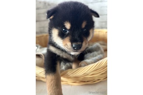 成約済の静岡県の柴犬-350434の1枚目