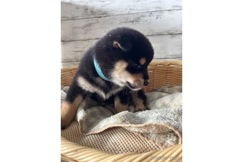 成約済の静岡県の柴犬-350434の5枚目