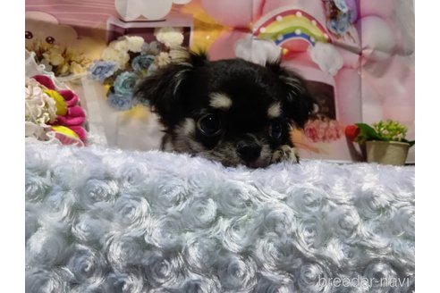 成約済の神奈川県のチワワ(ロングコート)-335283の9枚目