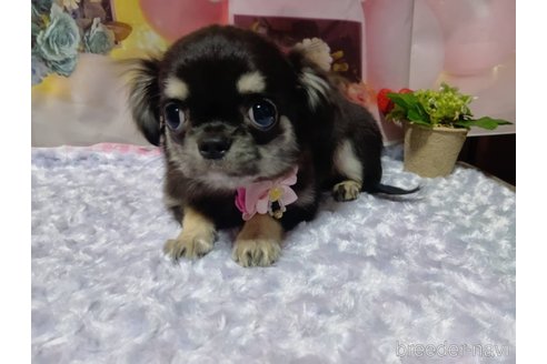 成約済の神奈川県のチワワ(ロングコート)-335283の11枚目