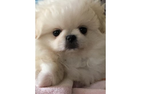 成約済の東京都のミックス犬-349077の3枚目