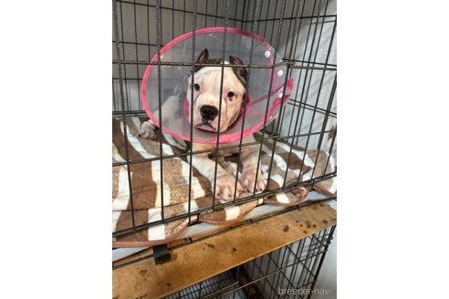 成約済の大阪府のアメリカンブリー-339200の2枚目