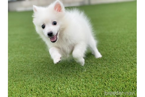 成約済の愛知県の日本スピッツ-344660の6枚目