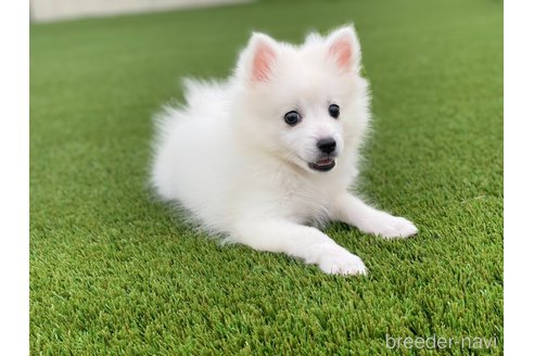 成約済の愛知県の日本スピッツ-344660の7枚目