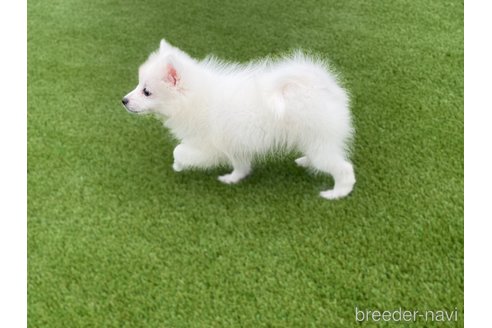 成約済の愛知県の日本スピッツ-344660の3枚目