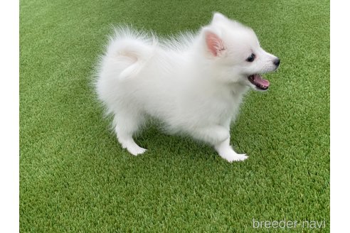 成約済の愛知県の日本スピッツ-344660の2枚目