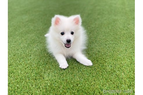 成約済の愛知県の日本スピッツ-344660の5枚目