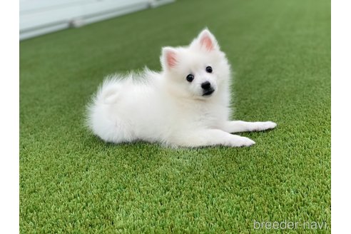 成約済の愛知県の日本スピッツ-344660の4枚目