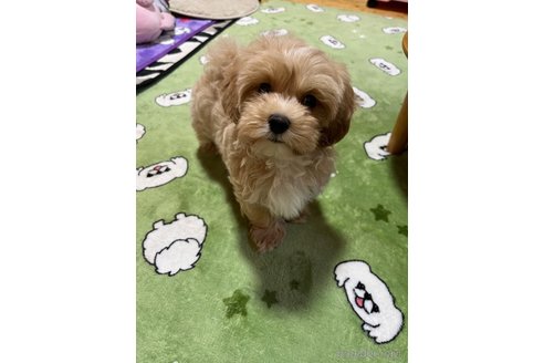 成約済の埼玉県のマルプー:マルチーズ×トイプードル-344012の12枚目