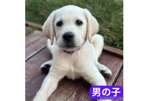 成約済の山口県のラブラドールレトリーバー-343083の2枚目
