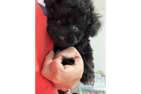 成約済の埼玉県のティーカッププードル-349655の5枚目
