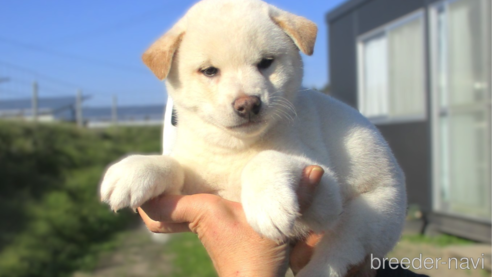 成約済の宮城県の柴犬-350467の1枚目