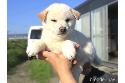 成約済の宮城県の柴犬-350467の6枚目