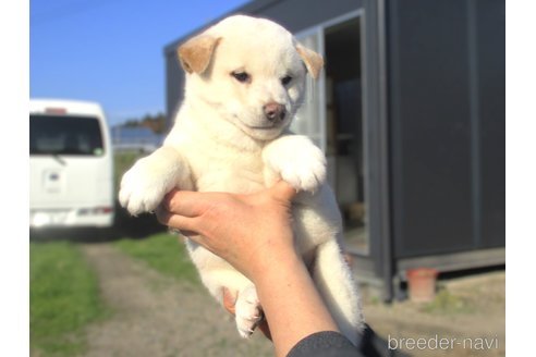 成約済の宮城県の柴犬-350467の3枚目