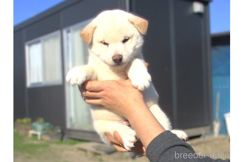 成約済の宮城県の柴犬-350467の2枚目