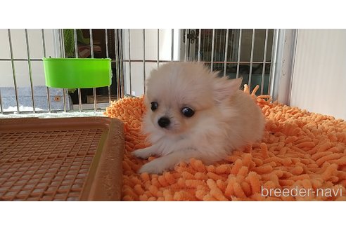 成約済の愛知県のチワワ(ロングコート)-343994の1枚目