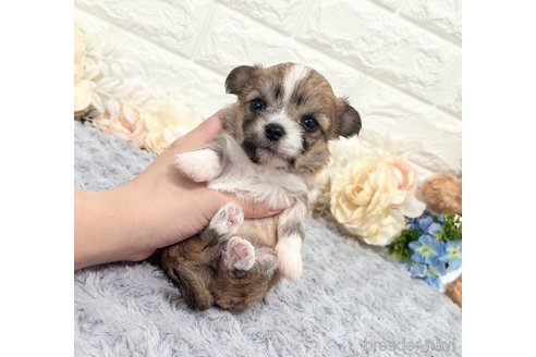 成約済の福岡県のチワマル:チワワ×マルチーズ-345910の12枚目