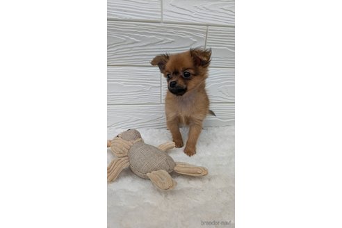 成約済の宮崎県のミックス犬-350478の2枚目