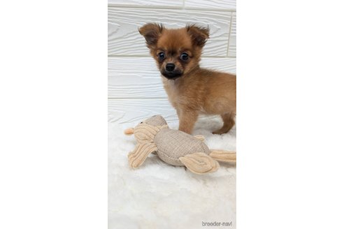 成約済の宮崎県のミックス犬-350478の3枚目