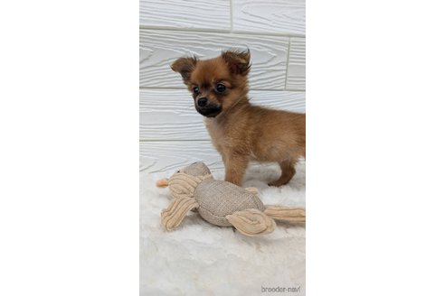 成約済の宮崎県のミックス犬-350478の4枚目