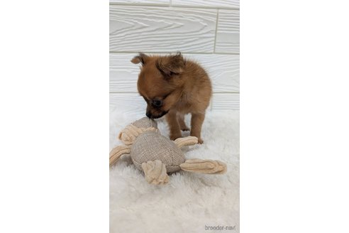 成約済の宮崎県のミックス犬-350478の5枚目