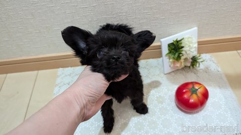 成約済の広島県のチワプー:チワワ×トイプードル-341212の45枚目